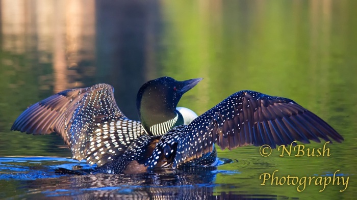 A Loon shows off her miraculous wing pattern by stretching in the early morning light at Moose Pond, ME.